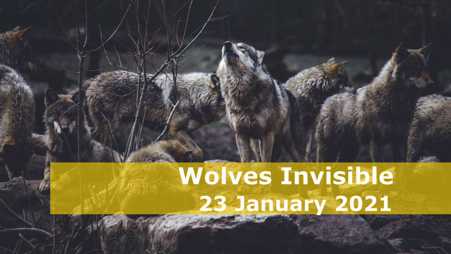 Wolves Invisible