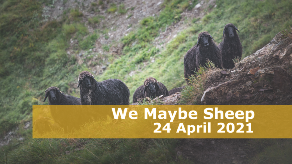 We Maybe Sheep