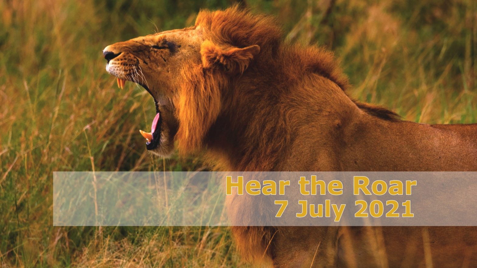 Hear the Roar