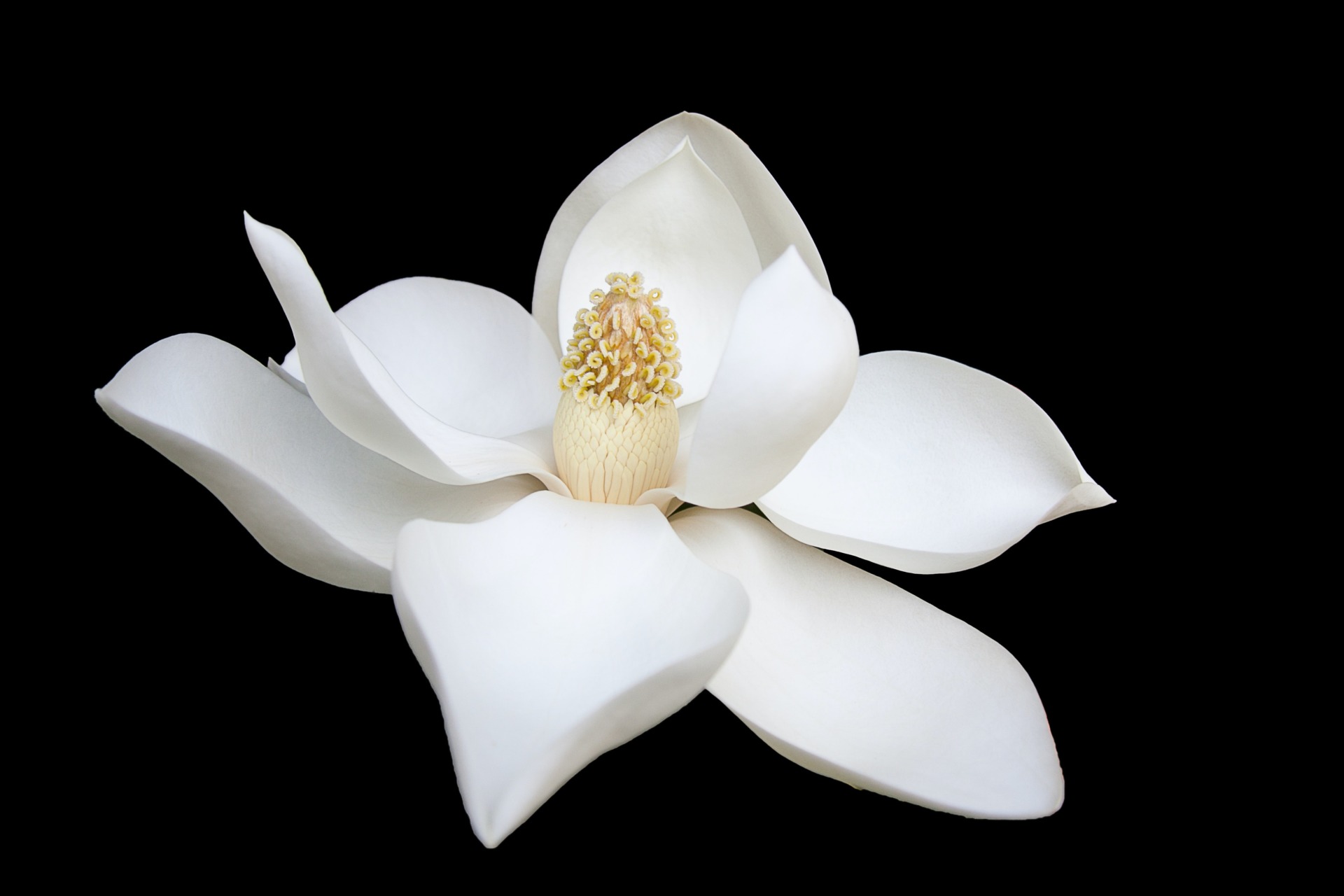 Intimate Purity of Heart
