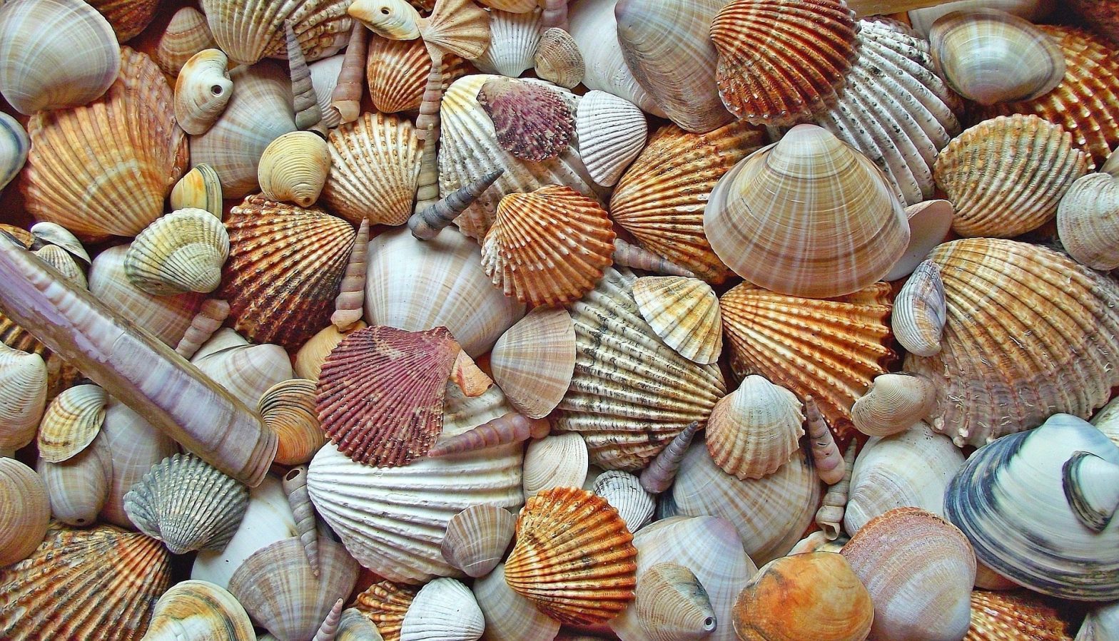 Seashell Summer