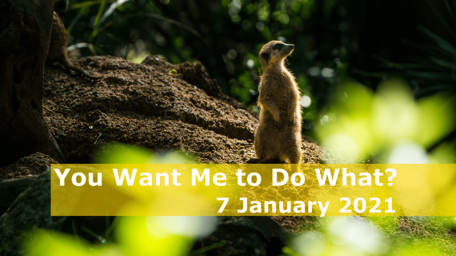 You Want Me to do What?